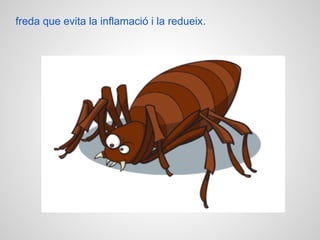 freda que evita la inflamació i la redueix.
 