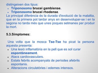 distingeixen dos tipus:
 ● Triponosoma brucei gambiense.
 ● Triponosoma brucei rhodense.
La principal diferència és la durada d'evolució de la malaltia,
que en la primera pot tardar anys en desenvolupar-se i en la
segona no tarda més que unes poques setmanes per produir
la mort.

5.3.Símptomes:

 Una volta que la mosca Tse-Tse ha picat la persona
aquesta presenta:
 ● Una lesió inflamatòria en la pell que es sol curar
   espontàneament.
 ● Atacs cardiovasculars.
 ● Estats febrils acompanyats de períodes afebrils
   espontanis.
 ● Alteracions circulatòries i edemes intensos.
 