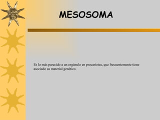 MESOSOMA Es lo más parecido a un orgánulo en procariotas, que frecuentemente tiene asociado su material genético. 