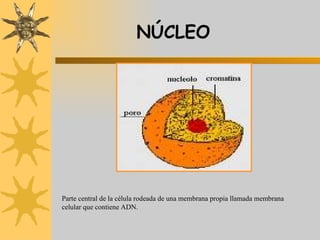 NÚCLEO Parte central de la célula rodeada de una membrana propia llamada membrana celular que contiene ADN. 