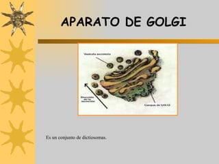 APARATO DE GOLGI Es un conjunto de dictiosomas.  