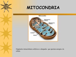 MITOCONDRIA Orgánulos intracelulares esféricos o alargados  que aportan energía a la célula. 