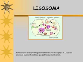 LISOSOMA Son vesículas relativamente grandes formadas por el complejo de Golgi que contienen enzimas hidrolíticas que podrían destruir la célula. 