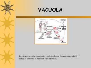 VACUOLA Es estructura celular, contenidas en el citoplasma. Su contenido es fluido, donde se almacena la nutrición y los desechos. 