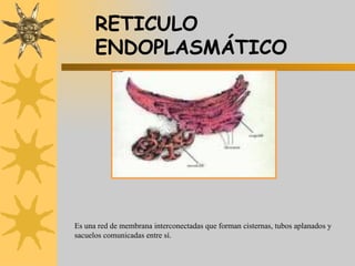 RETICULO ENDOPLASMÁTICO Es una red de membrana interconectadas que forman cisternas, tubos aplanados y sacuelos comunicadas entre sí. 