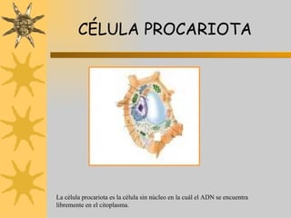 CÉLULA PROCARIOTA La célula procariota es la célula sin núcleo en la cuál el ADN se encuentra libremente en el citoplasma. 