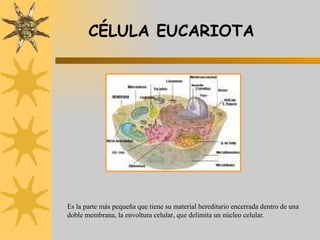 CÉLULA EUCARIOTA Es la parte más pequeña que tiene su material hereditario encerrada dentro de una doble membrana, la envoltura celular, que delimita un núcleo celular. 
