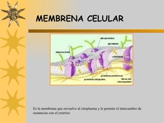 MEMBRENA CELULAR Es la membrana que envuelve al citoplasma y le permite el intercambio de sustancias con el exterior. 