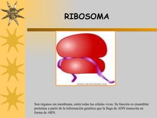 RIBOSOMA Son órganos sin membrana, estén todas las células vivas. Su función es ensamblar proteínas a partir de la información genética que la llega de ADN transcrita en forma de ARN.  