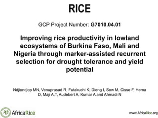 RICE
GCP Project Number: G7010.04.01
Improving rice productivity in lowland
ecosystems of Burkina Faso, Mali and
Nigeria through marker-assisted recurrent
selection for drought tolerance and yield
potential
Ndjiondjop MN, Venuprasad R, Futakuchi K, Dieng I, Sow M, Cisse F, Hema D,
Maji A.T, Audebert A, Kumar A and Ahmadi N
 