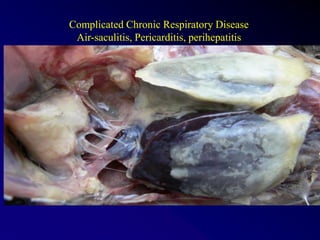Complicated Chronic Respiratory Disease
Air-saculitis, Pericarditis, perihepatitis
 