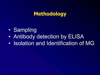 Methodology
• Sampling
• Antibody detection by ELISA
• Isolation and Identification of MG
 