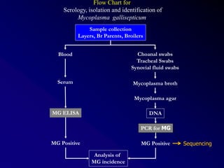 Flow Chart for
Serology, isolation and identification of
Mycoplasma gallisepticum
Sample collection
Layers, Br Parents, Broilers
Blood
Serum
MG ELISA
MG Positive
Choanal swabs
Tracheal Swabs
Synovial fluid swabs
Mycoplasma broth
Mycoplasma agar
DNA
PCR for MG
MG Positive
Analysis of
MG incidence
Sequencing
 