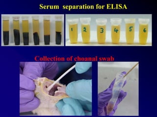 Serum separation for ELISA
Collection of choanal swab
 