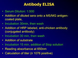 Antibody ELISA
• Serum Dilution: 1:500
• Addition of diluted sera onto a MS/MG antigen-
coated plate,
• Incubation 30min, then wash
• Addition of HRP labeled, anti-chicken antibody
(conjugated antibody)
• Incubation 30 min, then wash
• Addition of substrate
• Incubation 15 min, addition of Stop solution
• Reading absorbance at 650nm
• Calculation of titer (≥ 1076 positive)
 