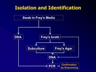 Isolation and Identification
Swab in Frey’s Media
DNA
Frey’s Agar
Frey’s broth
Subculture
DNA
PCR
Confirmation
by Sequencing
 