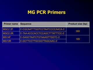 MG PCR Primers
Primer name Sequence Product size (bp)
MGC2 2F 5’-CGCAATTTGGTCCTAATCCCCAACA-3’
300
MGC2 2R 5’-TAA ACCCACCTCCAGCTTTATTTCC-3’
MG14F 5’-GAGCTAATCTGTAAAGTTGGTC-3’
185
MG13R 5’-GCTTCCTTGCGGTTAGCAAC-3’
 