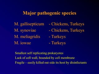 Major pathogenic species
M. gallisepticum - Chickens, Turkeys
M. synoviae - Chickens, Turkeys
M. meliagridis - Turkeys
M. iowae - Turkeys
Smallest self replicating prokaryotes
Lack of cell wall, bounded by cell membrane
Fragile – easily killed out side its host by disinfectants
 