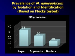 Prevalance of M. gallisepticum
by Isolation and Identification
(Based on Flocks tested)
0
10
20
30
40
Layer Br parents Broilers
31
20
10
MG prevelance
 