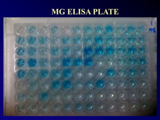 Thank you
MG ELISA PLATE
 