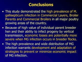 Conclusions
• This study demonstrated the high prevalence of M.
gallisepticum infection in Commercial Layers, Broiler
Parents and Commercial Broilers in all major poultry
growing areas of the country.
• Because of high value of individual parent breeder
hen and their ability to infect progeny by vertical
transmission, economic losses are potentially more
severe when MG infection occurs in breeder flocks.
• The high prevalence and wide distribution of MG
infection warrants development and adaptation of
strategies to prevent or minimize economic impact
of MG infection.
 