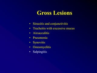 Gross Lesions
• Sinusitis and conjunctivitis
• Tracheitis with excessive mucus
• Airsacculitis
• Pneumonia
• Synovitis
• Osteomyelitis
• Salpingitis
 