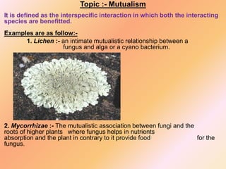 Topic :- Mutualism
It is defined as the interspecific interaction in which both the interacting
species are benefitted.
Examples are as follow:-
1. Lichen :- an intimate mutualistic relationship between a
fungus and alga or a cyano bacterium.
2. Mycorrhizae :- The mutualistic association between fungi and the
roots of higher plants where fungus helps in nutrients
absorption and the plant in contrary to it provide food for the
fungus.
 