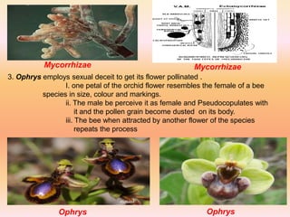 3. Ophrys employs sexual deceit to get its flower pollinated .
I. one petal of the orchid flower resembles the female of a bee
species in size, colour and markings.
ii. The male be perceive it as female and Pseudocopulates with
it and the pollen grain become dusted on its body.
iii. The bee when attracted by another flower of the species
repeats the process
Mycorrhizae
Ophrys Ophrys
Mycorrhizae
 