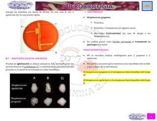 1
0
sinergia las hemólisis (en forma de flecha). En este caso se uso S.
agalactiae (A). Es una prueba rápida.
6.7. SEROTIPIFICACIÓN DE LANCEFIELD
Pruebas de aglutinación se utilizan antisueros. Esta serotipificación nos
permite detectar el Carbohidrato “C” o carbohidrato de Lancefield que esta
presente en la pared de los Estreptococos beta-hemolíticos.
7. TRATAMIENTO
 Streptococcus pyogenes:
 Penicilina.
 Penicilina + Clindamicina (en algunos casos).
 Macrólidos (eritromicina) (en caso de alergia a los
betalactámicos).
 En cuadros graves como Fascitis necrosante el tratamiento es
quirúrgico (incisión).
OTROS ESTREPTOCOCOS
 NO es necesario realizar antibiograma para S. pyogenes y S.
agalactiae.
 Hoy por hoy nos preocupa la resistencia a los macrólidos esto se debe
al uso y abuso de la azitromicina.
El Streptococcus pyogenes es el estreptococo beta-hemolítico del Grupo
A.
El Streptococcus agalactiae es el estreptococo beta-hemolítico del Grupo
B
 