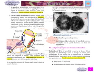 2
 La pared de la membrana presenta una pared Gram
positiva donde se encuentran los peptidoglicanos (una
especie de enmallado), ácidos teicoicos y a los ácidos
lipoteicoicos. Contiene proteínas antigénicas: Antígeno M
 Los pili o pelos bacterianos que emergen desde la pared,
eventualmente pueden estar asociados a las proteínas F
(propios de Streptococcus pyogenes) que junto con los pili
actúan como verdaderos ganchos a través de los cuales
pueden insertarse o anclarse en los epitelios celulares
(epitelio que recubre la región faringoamigdalar). Ambos
actúan como ligandos para poderse unir a las planchas
epiteliales.
Para que puedan unirse presentan receptores en la superficie de las
células que componen el epitelio. Estos receptores están
constituidos químicamente por FIBRONECTINAS (pregunta de
examen), estas son parte del citoesqueleto de la célula.
Si no existe los receptores de fibronectina la bacteria nunca se
anclaría al epitelio.
Los Pili se prolongan a través de la cápsula de los estreptococos
grupo A, estos pueden estar recubiertos por la proteína o antígeno
M y por ácidos teicoicos.
 Proteínas M conglomerados proteicos.
 Carbohidratos C (carbohidratos de Lancefield) podemos
encontrarlos en la pared bacteriana es decir del
peptidoglicano.
1.3. Antígenos detectados por el sistema de Lancefield
Carbohidratos “C” o de Lancefield, porque fue la doctora Rebeca
Lancefield una microbióloga quien se encargó de extraer estos
carbohidratos de las paredes de los estreptococos y estudiarlos
bioquímicamente, se dio cuenta que no era una sola estructura química,
sino que tenían varios Tipos de estructuras de carbohidratos “C”.
 pared celular (A, B, C. F y G)
 ácidos lipoteicoicos de pared celular (D y Enterococcus).
Fig. 4 Microfotografía obtenida por microscopía electrónica donde se ve
Streptococcus, en la superficie los pili
 