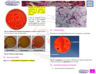 8
Después de 18-24 hrs. de
incubación se empieza a
replicar en el agar sangre
(con sangre de cordero
siempre).
El tipo de hemólisis será de
Tipo beta o sea hemolisis
completa. Esos anillos
amarillo pajizos que se vana a
dar alrededor de las colonias.
Fig. 11. Colonias de Streptococcus pyogenes, alrededor de las colonias
se ve los halos de color amarillo pajizo.
Fig. 12. Cultivos en agar sangre
6.1. Microscopia GRAM
Fig.13. Cocos Gram positivos agrupados en cadenas.
6.2. COTRIMOXAZOL
Estos discos nos permiten diferenciar entre S. pyogenes y S. equisimilis.
Fig. 14. S. pyogenes no hay halo de inhibición, las sulfas no harán efecto
contra esta bacteria. S. equisimilis sí se ve el halo
6.3. BACITRICINA (PRUEBA DE MAXTED)
 Es la más usada en los laboratorios
 