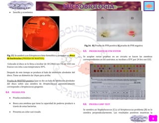 9
 Sencillo y económico
Fig. 15. Se sembró a un Estreptococo beta-hemolítico y ponemos un disco
de bacitracina (PRUEBA DE MAXTED).
Colocado el disco se lo lleva a incubar de 18-24hrs con 5% de CO2 con
frascos con vela a una temperatura 35ᵒC.
Después de este tiempo se produce el halo de inhibición alrededor del
disco. Tiene un diámetro de 14µm para arriba.
Prueba de MAXTED positiva (que se dio un halo de inhibición alrededor
del disco sobre una siembra de Streptococcus) automáticamente
corresponde a Streptococcus pyogenes.
6.4. PRUEBA PYR
 Prueba enzimática
 Busca una amidasa que tiene la capacidad de poderse producir a
través de estas bacterias
 Presenta un color casi rosado
Fig.16. B) Prueba de PYR positiva A) prueba de PYR negativa
6.5. PRUEBA RAPID ID STR SYSTEM
Se acoplan varias pruebas en un circuito se hacen las siembras
correspondientes en los sustratos, se incuban a 35ᵒC por 24 hrs con CO2.
6.6. PRUEBA CAMP-TEST
Se siembra un Staphylococcus (C) y al Streptococcus problema (B) se lo
siembra perpendicularmente. Los resultados positivos muestran la
 