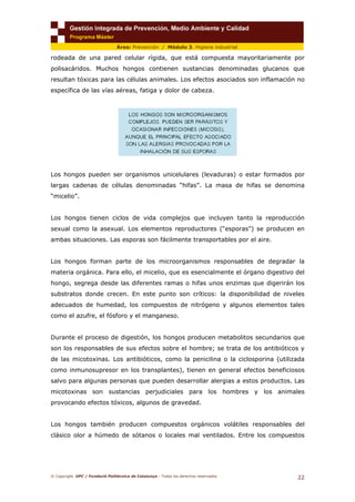 © Copyright. UPC / Fundació Politècnica de Catalunya - Todos los derechos reservados
22
Área: Prevención / Módulo 3. Higiene industrial
rodeada de una pared celular rígida, que está compuesta mayoritariamente por
polisacáridos. Muchos hongos contienen sustancias denominadas glucanos que
resultan tóxicas para las células animales. Los efectos asociados son inflamación no
específica de las vías aéreas, fatiga y dolor de cabeza.
Los hongos pueden ser organismos unicelulares (levaduras) o estar formados por
largas cadenas de células denominadas “hifas”. La masa de hifas se denomina
“micelio”.
Los hongos tienen ciclos de vida complejos que incluyen tanto la reproducción
sexual como la asexual. Los elementos reproductores (“esporas”) se producen en
ambas situaciones. Las esporas son fácilmente transportables por el aire.
Los hongos forman parte de los microorganismos responsables de degradar la
materia orgánica. Para ello, el micelio, que es esencialmente el órgano digestivo del
hongo, segrega desde las diferentes ramas o hifas unos enzimas que digerirán los
substratos donde crecen. En este punto son críticos: la disponibilidad de niveles
adecuados de humedad, los compuestos de nitrógeno y algunos elementos tales
como el azufre, el fósforo y el manganeso.
Durante el proceso de digestión, los hongos producen metabolitos secundarios que
son los responsables de sus efectos sobre el hombre; se trata de los antibióticos y
de las micotoxinas. Los antibióticos, como la penicilina o la ciclosporina (utilizada
como inmunosupresor en los transplantes), tienen en general efectos beneficiosos
salvo para algunas personas que pueden desarrollar alergias a estos productos. Las
micotoxinas son sustancias perjudiciales para los hombres y los animales
provocando efectos tóxicos, algunos de gravedad.
Los hongos también producen compuestos orgánicos volátiles responsables del
clásico olor a húmedo de sótanos o locales mal ventilados. Entre los compuestos
 