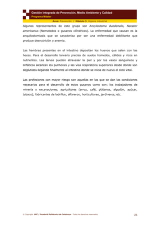 © Copyright. UPC / Fundació Politècnica de Catalunya - Todos los derechos reservados
26
Área: Prevención / Módulo 3. Higiene industrial
Algunos representantes de este grupo son Ancylostoma duodenalis, Necator
americanus (Nematodos o gusanos cilíndricos). La enfermedad que causan es la
anquilostomiasis que se caracteriza por ser una enfermedad debilitante que
produce desnutrición y anemia.
Las hembras presentes en el intestino depositan los huevos que salen con las
heces. Para el desarrollo larvario precisa de suelos húmedos, cálidos y ricos en
nutrientes. Las larvas pueden atravesar la piel y por los vasos sanguíneos y
linfáticos alcanzan los pulmones y las vías respiratoria superiores desde donde son
deglutidos llegando finalmente al intestino donde se inicia de nuevo el ciclo vital.
Las profesiones con mayor riesgo son aquellas en las que se dan las condiciones
necesarias para el desarrollo de estos gusanos como son: los trabajadores de
minería y excavaciones; agricultores (arroz, café, plátanos, algodón, azúcar,
tabaco); fabricantes de ladrillos; alfareros; horticultores, jardineros, etc.
 