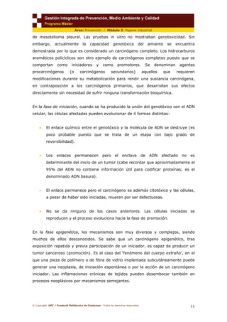 © Copyright. UPC / Fundació Politècnica de Catalunya - Todos los derechos reservados
11
Área: Prevención / Módulo 3. Higiene industrial
de mesotelioma pleural. Las pruebas in vitro no mostraban genotoxicidad. Sin
embargo, actualmente la capacidad genotóxica del amianto se encuentra
demostrada por lo que es considerado un carcinógeno completo. Los hidrocarburos
aromáticos policíclicos son otro ejemplo de carcinógenos completos puesto que se
comportan como iniciadores y como promotores. Se denominan agentes
procarcinógenos (o carcinógenos secundarios) aquellos que requieren
modificaciones durante su metabolización para rendir una sustancia carcinógena,
en contraposición a los carcinógenos primarios, que desarrollan sus efectos
directamente sin necesidad de sufrir ninguna transformación bioquímica.
En la fase de iniciación, cuando se ha producido la unión del genotóxico con el ADN
celular, las células afectadas pueden evolucionar de 4 formas distintas:
• El enlace químico entre el genotóxico y la molécula de ADN se destruye (es
poco probable puesto que se trata de un etapa con bajo grado de
reversibilidad).
• Los enlaces permanecen pero el enclave de ADN afectado no es
determinante del inicio de un tumor (cabe recordar que aproximadamente el
95% del ADN no contiene información útil para codificar proteínas; es el
denominado ADN basura).
• El enlace permanece pero el carcinógeno es además citotóxico y las células,
a pesar de haber sido iniciadas, mueren por ser defectuosas.
• No se da ninguno de los casos anteriores. Las células iniciadas se
reproducen y el proceso evoluciona hacia la fase de promoción.
En la fase epigenética, los mecanismos son muy diversos y complejos, siendo
muchos de ellos desconocidos. Se sabe que un carcinógeno epigenético, tras
exposición repetida y previa participación de un iniciador, es capaz de producir un
tumor canceroso (promoción). Es el caso del ‘fenómeno del cuerpo extraño’, en el
que una pieza de polímero o de fibra de vidrio implantada subcutáneamente puede
generar una neoplasia, de iniciación espontánea o por la acción de un carcinógeno
iniciador. Las inflamaciones crónicas de tejidos pueden desembocar también en
procesos neoplásicos por mecanismos semejantes.
 