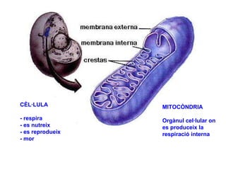 MITOCÒNDRIA Orgànul cel·lular on  es produceix la  respiració interna CÈL·LULA - respira - es nutreix - es reprodueix - mor 