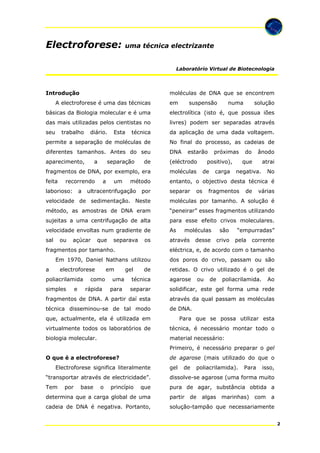 Electroforese:

uma técnica electrizante

Laboratório Virtual de Biotecnologia

Introdução

moléculas de DNA que se encontrem

A electroforese é uma das técnicas

em

suspensão

numa

solução

básicas da Biologia molecular e é uma

electrolítica (isto é, que possua iões

das mais utilizadas pelos cientistas no

livres) podem ser separadas através

seu

técnica

da aplicação de uma dada voltagem.

permite a separação de moléculas de

No final do processo, as cadeias de

diferentes tamanhos. Antes do seu

DNA

aparecimento,

de

(eléctrodo

fragmentos de DNA, por exemplo, era

moléculas

feita

entanto, o objectivo desta técnica é

trabalho

diário.

a

separação

recorrendo

laborioso:

a

Esta

a

um

método

ultracentrifugação

por

estarão

separar

próximas

de

os

carga

ânodo

que

positivo),

do

atrai

negativa.

fragmentos

de

No

várias

velocidade de sedimentação. Neste

moléculas por tamanho. A solução é

método, as amostras de DNA eram

“peneirar” esses fragmentos utilizando

sujeitas a uma centrifugação de alta

para esse efeito crivos moleculares.

velocidade envoltas num gradiente de

As

sal

através

ou

açúcar

que

separava

os

fragmentos por tamanho.
electroforese

poliacrilamida

em

pela

corrente

gel

de

dos poros do crivo, passam ou são
retidas. O crivo utilizado é o gel de
agarose

separar

solidificar, este gel forma uma rede

fragmentos de DNA. A partir daí esta

através da qual passam as moléculas

técnica disseminou-se de tal modo

de DNA.

e

rápida

uma

crivo

“empurradas”

técnica

simples

como

desse

são

eléctrica, e, de acordo com o tamanho

Em 1970, Daniel Nathans utilizou
a

moléculas

para

ou

de

poliacrilamida.

Ao

que, actualmente, ela é utilizada em

Para que se possa utilizar esta

virtualmente todos os laboratórios de

técnica, é necessário montar todo o

biologia molecular.

material necessário:
Primeiro, é necessário preparar o gel

O que é a electroforese?

de agarose (mais utilizado do que o

Electroforese significa literalmente

gel

de

poliacrilamida).

Para

isso,

“transportar através de electricidade”.

dissolve-se agarose (uma forma muito

Tem

pura de agar, substância obtida a

por

base

o

princípio

que

determina que a carga global de uma

partir

cadeia de DNA é negativa. Portanto,

solução-tampão que necessariamente

de

algas

marinhas)

com

a

2

 