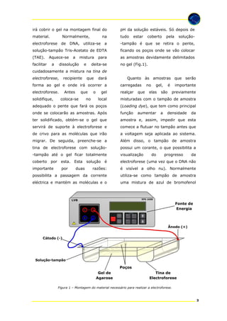 irá cobrir o gel na montagem final do

pH da solução estáveis. Só depois de

material.

Normalmente,

tudo

electroforese

de

coberto

pela

solução-

-tampão é que se retira o pente,

solução-tampão Tris-Acetato de EDTA

ficando os poços onde se vão colocar

(TAE).

as amostras devidamente delimitados

Aquece-se
a

a

utiliza-se

estar

a

facilitar

DNA,

na

mistura

dissolução

e

para

deita-se

no gel (Fig.1).

cuidadosamente a mistura na tina de
electroforese,

recipiente

que

dará

Quanto às amostras que serão

forma ao gel e onde irá ocorrer a

carregadas

electroforese.

realçar

solidifique,

Antes

que

que

elas

é

são

importante
previamente

misturadas com o tampão de amostra

adequado o pente que fará os poços

(Loading dye), que tem como principal

onde se colocarão as amostras. Após

função

ter solidificado, obtém-se o gel que

amostra e, assim, impedir que esta

servirá de suporte à electroforese e

comece a flutuar no tampão antes que

de crivo para as moléculas que irão

a voltagem seja aplicada ao sistema.

migrar. De seguida, preenche-se a

Além disso, o tampão de amostra

tina de electroforese com solução-

possui um corante, o que possibilita a

-tampão até o gel ficar totalmente

visualização

coberto

é

electroforese (uma vez que o DNA não

razões:

é visível a olho nu). Normalmente

possibilita a passagem da corrente

utiliza-se como tampão de amostra

eléctrica e mantém as moléculas e o

uma mistura de azul de bromofenol

importante

esta.
por

Esta
duas

no

gel

gel,

local

por

coloca-se

o

no

solução

aumentar

do

a

densidade

progresso

da

da

Figura 1 – Montagem do material necessário para realizar a electroforese.

3

 