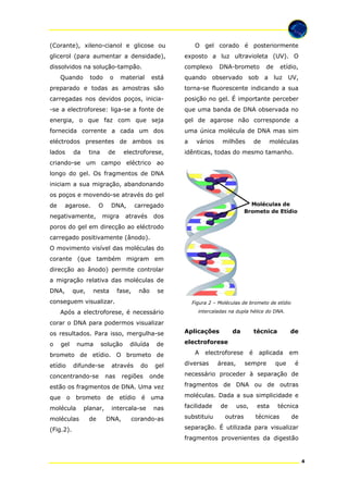 (Corante), xileno-cianol e glicose ou

O gel corado é posteriormente

glicerol (para aumentar a densidade),

exposto a luz ultravioleta (UV). O

dissolvidos na solução-tampão.

complexo

Quando

todo

etídio,

quando observado sob a luz UV,

preparado e todas as amostras são

torna-se fluorescente indicando a sua

carregadas nos devidos poços, inicia-

posição no gel. É importante perceber

-se a electroforese: liga-se a fonte de

que uma banda de DNA observada no

energia, o que faz com que seja

gel de agarose não corresponde a

fornecida corrente a cada um dos

uma única molécula de DNA mas sim

eléctrodos presentes de ambos os

a

lados

idênticas, todas do mesmo tamanho.

tina

material

de

está

da

o

DNA-brometo

de

electroforese,

vários

milhões

de

moléculas

criando-se um campo eléctrico ao
longo do gel. Os fragmentos de DNA
iniciam a sua migração, abandonando
os poços e movendo-se através do gel
de

agarose.

O

negativamente,

DNA,

migra

carregado

através

dos

poros do gel em direcção ao eléctrodo
carregado positivamente (ânodo).
O movimento visível das moléculas do
corante (que também migram em
direcção ao ânodo) permite controlar
a migração relativa das moléculas de
DNA,

que,

nesta

fase,

não

se

conseguem visualizar.

Figura 2 – Moléculas de brometo de etídio

Após a electroforese, é necessário

intercaladas na dupla hélice do DNA.

corar o DNA para podermos visualizar
os resultados. Para isso, mergulha-se

Aplicações

o

electroforese

gel

numa

solução

diluída

de

brometo de etídio. O brometo de
etídio

difunde-se

através

do

gel

A

da

técnica

electroforese

diversas

áreas,

é

de

aplicada

sempre

que

em
é

onde

necessário proceder à separação de

estão os fragmentos de DNA. Uma vez

fragmentos de DNA ou de outras

que o brometo de etídio

moléculas. Dada a sua simplicidade e

concentrando-se

molécula

planar,

moléculas

de

(Fig.2).

nas

regiões

é uma
nas

facilidade

corando-as

substituiu

intercala-se
DNA,

de

uso,

outras

esta

técnica

técnicas

de

separação. É utilizada para visualizar
fragmentos provenientes da digestão

4

 