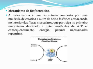  Mecanismo da fosfocreatina.
 A fosfocreatina é uma substância composta por uma
molécula de creatina e outra de ácido fosfórico armazenada
no interior das fibras musculares, que participa no primeiro
mecanismo destinado a obter moléculas de ATP e,
consequentemente, energia, perante necessidades
repentinas.
 