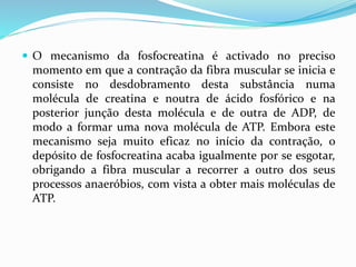  O mecanismo da fosfocreatina é activado no preciso
momento em que a contração da fibra muscular se inicia e
consiste no desdobramento desta substância numa
molécula de creatina e noutra de ácido fosfórico e na
posterior junção desta molécula e de outra de ADP, de
modo a formar uma nova molécula de ATP. Embora este
mecanismo seja muito eficaz no início da contração, o
depósito de fosfocreatina acaba igualmente por se esgotar,
obrigando a fibra muscular a recorrer a outro dos seus
processos anaeróbios, com vista a obter mais moléculas de
ATP.
 