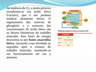  Na ausência de O₂, o ácido pirúvico
transforma-se em ácido lático
(Lactato), que é um produto
residual altamente tóxico. O
esgotamento das reservas de
glicogénio e o aumento das
concentrações de ácido lático são
os fatores limitativos do trabalho
muscular. Esta fonte de energia
denomina-se por fonte anaeróbia
lática, iniciando a sua atividade 30
segundos após o começo do
trabalho muscular, mantendo-se
em funcionamento até aos 5
minutos.
 