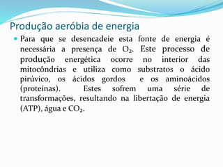 Produção aeróbia de energia
 Para que se desencadeie esta fonte de energia é
necessária a presença de O₂. Este processo de
produção energética ocorre no interior das
mitocôndrias e utiliza como substratos o ácido
pirúvico, os ácidos gordos e os aminoácidos
(proteínas). Estes sofrem uma série de
transformações, resultando na libertação de energia
(ATP), água e CO₂.
 