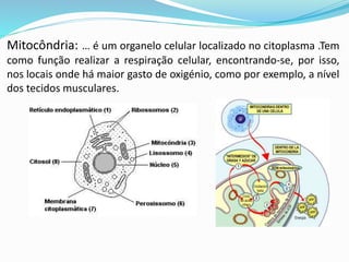 Mitocôndria: … é um organelo celular localizado no citoplasma .Tem
como função realizar a respiração celular, encontrando-se, por isso,
nos locais onde há maior gasto de oxigénio, como por exemplo, a nível
dos tecidos musculares.
 