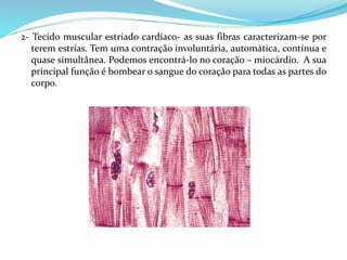 2- Tecido muscular estriado cardíaco- as suas fibras caracterizam-se por
terem estrias. Tem uma contração involuntária, automática, contínua e
quase simultânea. Podemos encontrá-lo no coração – miocárdio. A sua
principal função é bombear o sangue do coração para todas as partes do
corpo.
 