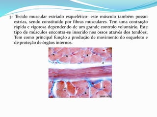 3- Tecido muscular estriado esquelético- este músculo também possui
estrias, sendo constituído por fibras musculares. Tem uma contração
rápida e vigorosa dependendo de um grande controlo voluntário. Este
tipo de músculos encontra-se inserido nos ossos através dos tendões.
Tem como principal função a produção de movimento do esqueleto e
de proteção de órgãos internos.
 