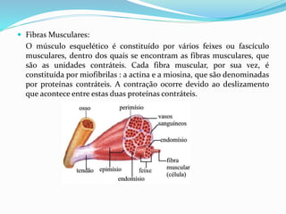  Fibras Musculares:
O músculo esquelético é constituído por vários feixes ou fascículo
musculares, dentro dos quais se encontram as fibras musculares, que
são as unidades contráteis. Cada fibra muscular, por sua vez, é
constituída por miofibrilas : a actina e a miosina, que são denominadas
por proteínas contráteis. A contração ocorre devido ao deslizamento
que acontece entre estas duas proteínas contráteis.
 