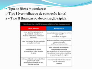  Tipo de fibras musculares:
1- Tipo I (vermelhas ou de contração lenta)
2 – Tipo II (brancas ou de contração rápida)
 