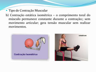  Tipo de Contração Muscular
b) Contração estática isométrica – o comprimento toral do
músculo permanece constante durante a contração;; sem
movimento articular; gera tensão muscular sem realizar
movimentos.
 