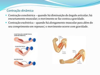 Contração dinâmica
 Contração concêntrica – quando há diminuição do ângulo articular; há
encurtamento muscular; o movimento se faz contra a gravidade.
 Contração excêntrica – quando há alongamento muscular para além do
seu comprimento em repouso; 0 movimento ocorre com gravidade.
 